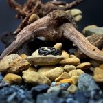 Thorn Ring 2.0 - Image 4